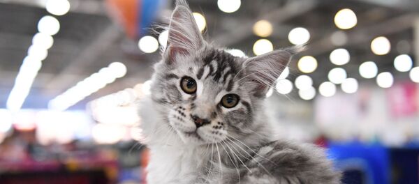 Кошка породы мейн-кун - 俄羅斯衛星通訊社