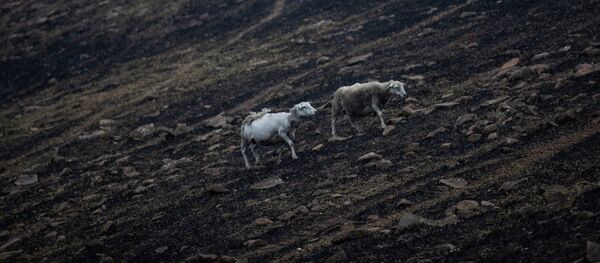 Овцы на месте пожара в районе Новости Южного Уэльса, Австралия - 俄羅斯衛星通訊社