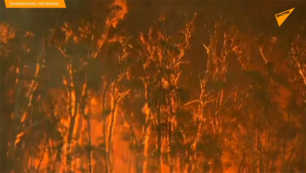 澳大利亞：成百公頃被燒毀森林和上萬具動物屍體 - 俄羅斯衛星通訊社