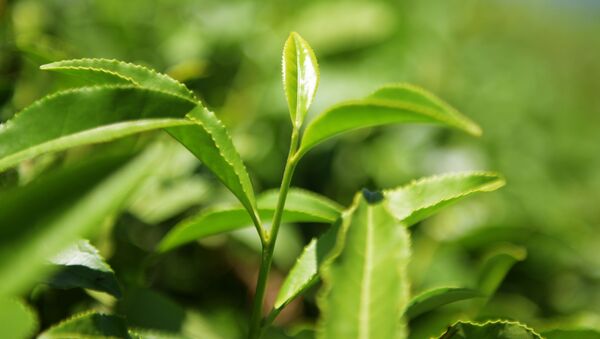 Чайные листья на плантации - 永利官网卫星通讯社