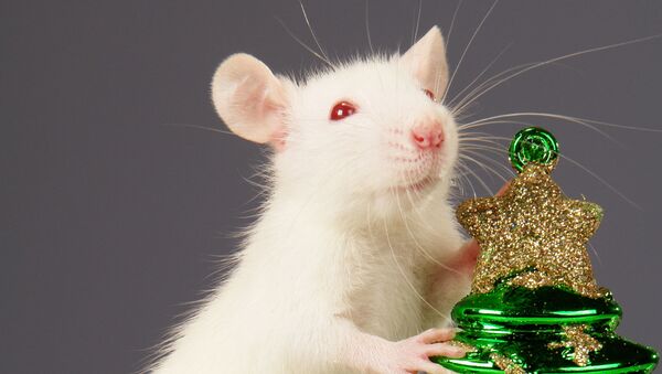 俄羅斯開發出借助老鼠檢測人類感染新冠病毒的技術 - 俄羅斯衛星通訊社
