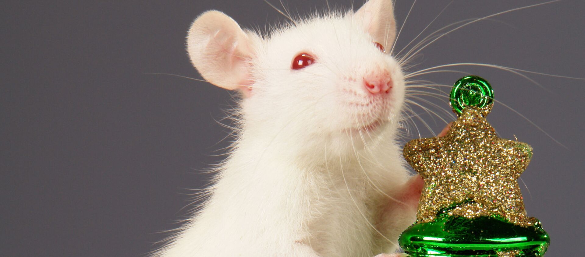 俄罗斯开发出借助老鼠检测人类感染新冠病毒的技术 - 俄罗斯卫星通讯社, 1920, 06.11.2020