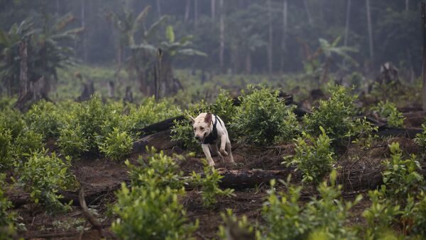 哥伦比亚去年销毁古柯种植面积创纪录 - 俄罗斯卫星通讯社