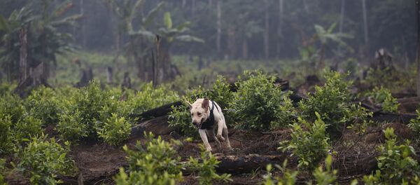 哥倫比亞去年銷毀古柯種植面積創紀錄 - 俄羅斯衛星通訊社