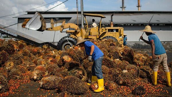 Рабочие проверяют качество плодов пальмового масла на заводе в Сепанге, недалеко от Куала-Лумпура - 俄罗斯卫星通讯社