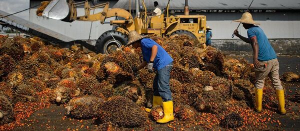 Рабочие проверяют качество плодов пальмового масла на заводе в Сепанге, недалеко от Куала-Лумпура - 俄罗斯卫星通讯社