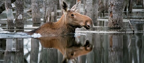 Снимок Плывущий по лесу фотографа Дмитрия Вилюнова, победитель конкурса Дикая природа России National Geographic - 俄羅斯衛星通訊社