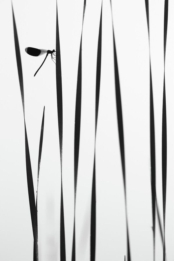 Снимок Стрекоза утром у воды фотографа Андрея Кузнецова, победитель в номинации Макросъемка - 俄羅斯衛星通訊社