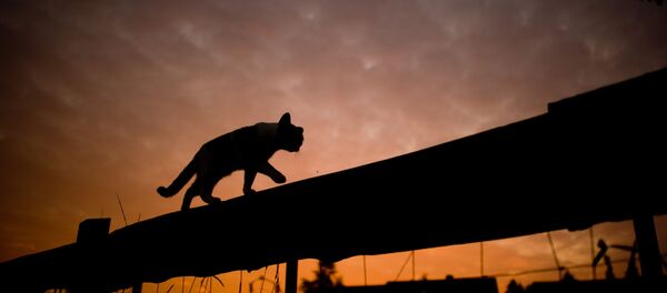 香港漁護署：出現首例貓只對冠狀病毒測試呈陽性反應 - 俄羅斯衛星通訊社