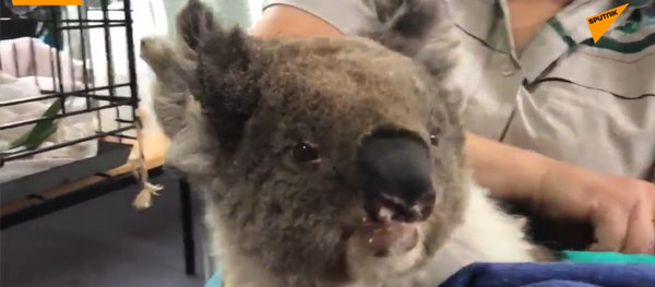 受災考拉的新家 - 俄羅斯衛星通訊社