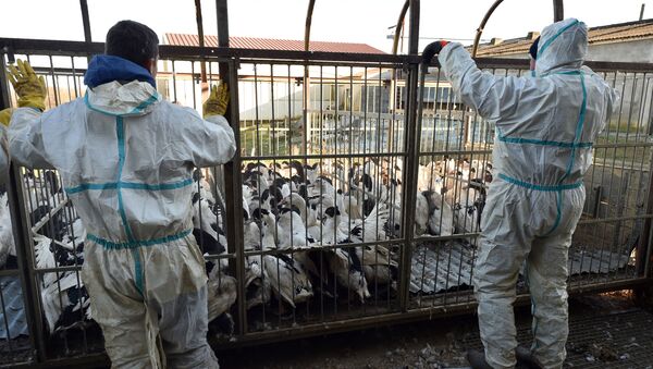 因暴發禽流感英國4萬多只火雞被宰殺 - 俄羅斯衛星通訊社