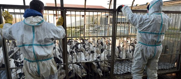 因暴发禽流感英国4万多只火鸡被宰杀 - 俄罗斯卫星通讯社