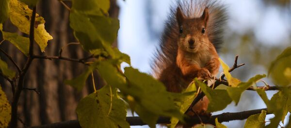 Белка в парке Царицыно в Москве Белка в парке Царицыно в Москве - 俄罗斯卫星通讯社
