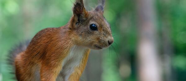 Белка в парке - 俄羅斯衛星通訊社