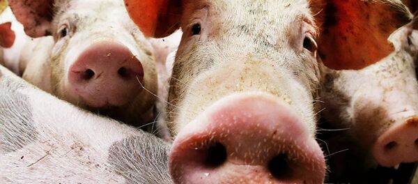 Свиньи в стойле - 俄罗斯卫星通讯社