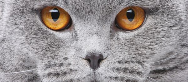 英媒：英国一宠物猫新冠检测呈阳性 主人曾感染 - 俄罗斯卫星通讯社