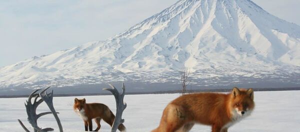 堪察加自然保護區介紹為甚麼不能投餵野狐狸 - 俄羅斯衛星通訊社