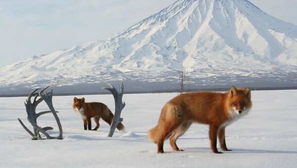 堪察加自然保護區介紹為甚麼不能投餵野狐狸 - 俄羅斯衛星通訊社