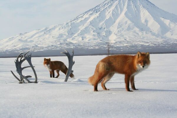 堪察加拍到狐狸与鹿角的合影 - 俄罗斯卫星通讯社