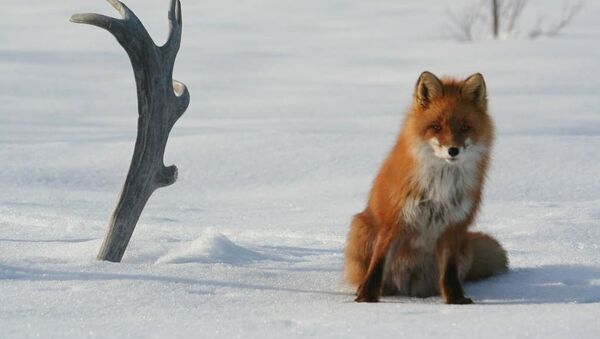 克罗诺茨基自然保护区的狐狸 - 俄罗斯卫星通讯社