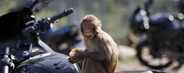 印度猴子 - 俄罗斯卫星通讯社