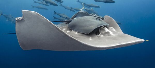 科学家预测到2120年有20％大型海洋生物灭绝 - 俄罗斯卫星通讯社