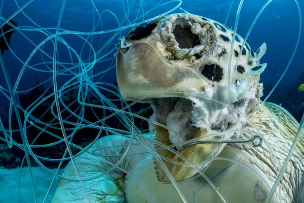 2019年海洋艺术水下摄影大赛获奖作品出炉 - 俄罗斯卫星通讯社