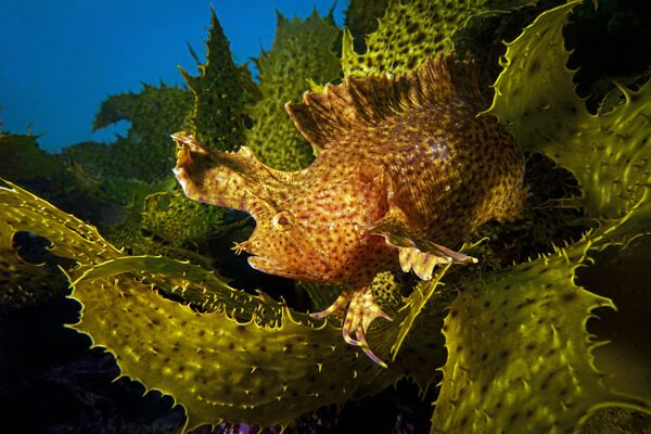 2019年海洋藝術水下攝影大賽獲獎作品出爐 - 俄羅斯衛星通訊社