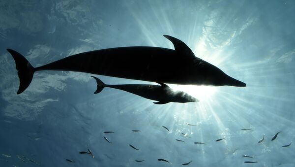 美国南卡罗莱纳州发现五米长古海豚遗骸 - 俄罗斯卫星通讯社