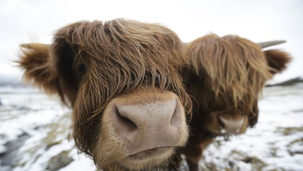 蘇格蘭一隻逃跑的母牛令鐵路封閉一小時 - 俄羅斯衛星通訊社