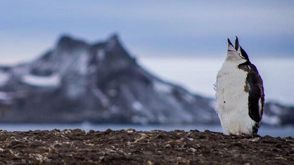 专家谈气候变化对企鹅的危害 - 俄罗斯卫星通讯社