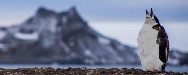 南极企鹅在本世纪注定要灭绝 - 俄罗斯卫星通讯社
