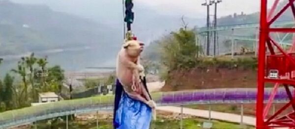 重慶一景區讓肥豬蹦極68米 慶祝蹦極項目開業 - 俄羅斯衛星通訊社