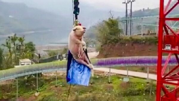 重慶一景區讓肥豬蹦極68米 慶祝蹦極項目開業 - 俄羅斯衛星通訊社