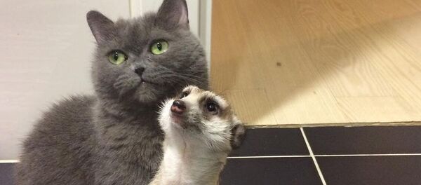 Сурикат Сури и кот Найс Сурикат Сури и кот Найс - 俄羅斯衛星通訊社