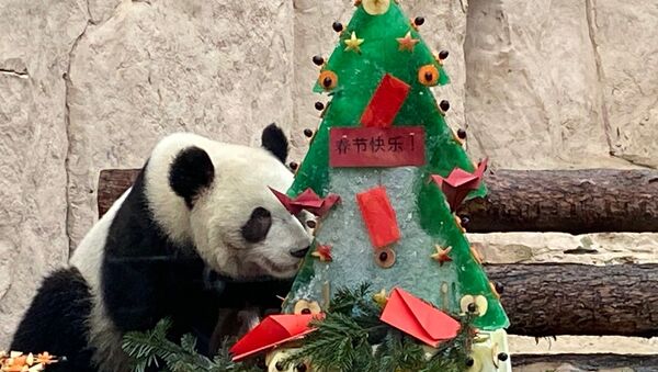 中国驻俄大使在农历新年之际向莫斯科大熊猫赠送礼物 - 俄罗斯卫星通讯社