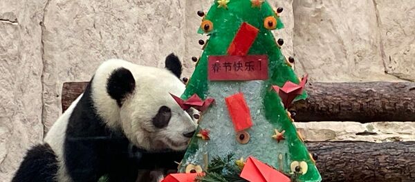 中国驻俄大使在农历新年之际向莫斯科大熊猫赠送礼物 - 俄罗斯卫星通讯社