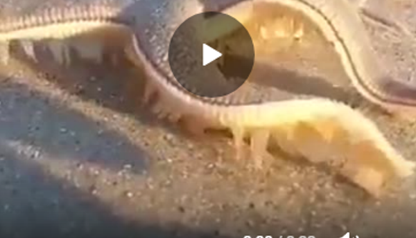 海星散步 - 俄罗斯卫星通讯社