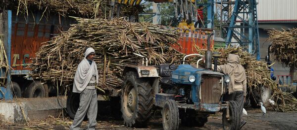 Погрузка сахарного тростника - 俄罗斯卫星通讯社