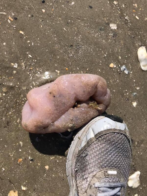 美国海滩上发现的奇怪生物:“鲸鱼鼻涕”还是“外星人”? 美国海滩上发现的奇怪生物:“鲸鱼鼻涕”还是“外星人”? - 俄罗斯卫星通讯社