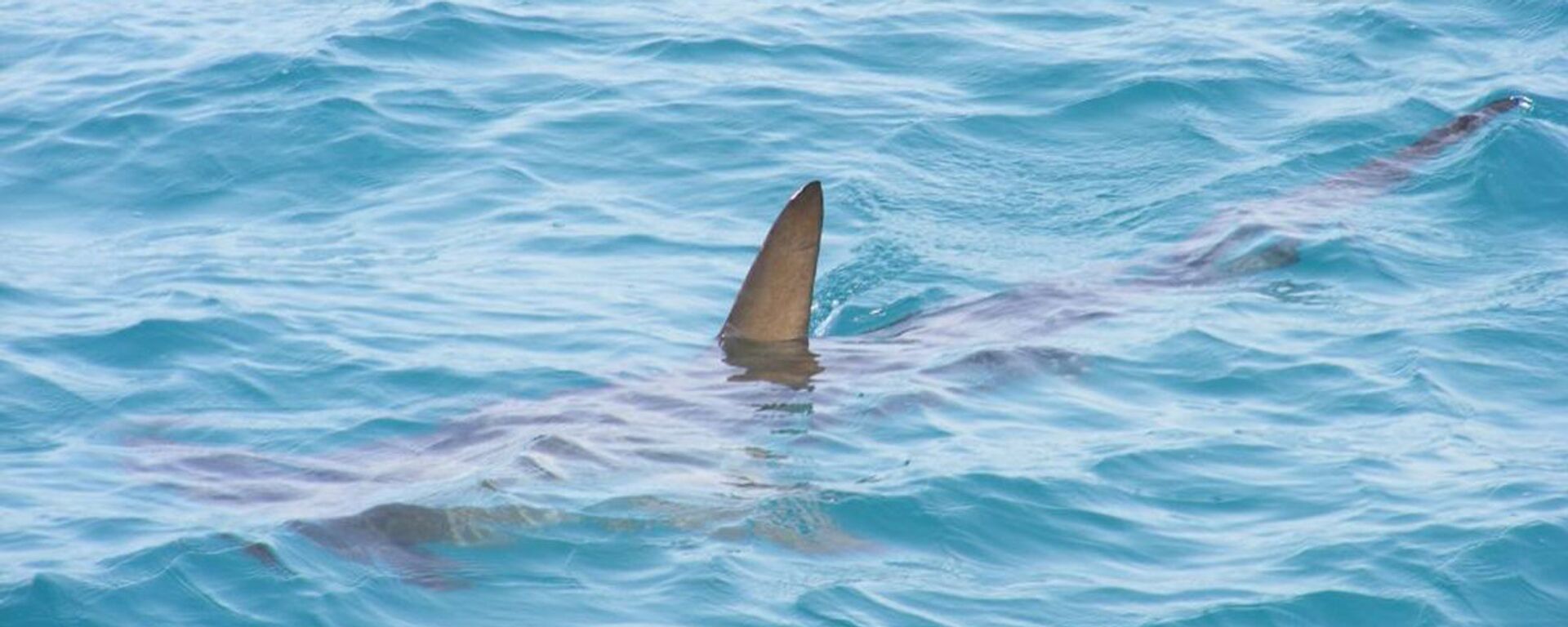 鯊魚 - 俄羅斯衛星通訊社, 1920, 23.09.2025