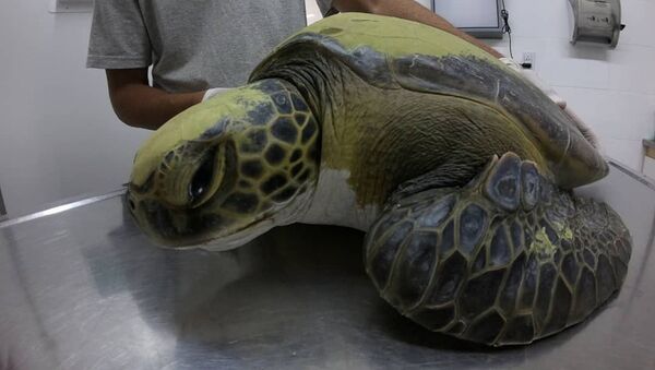 被救海龟肠内发现13克塑料 - 俄罗斯卫星通讯社