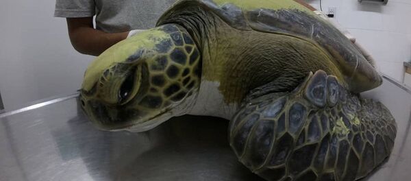 被救海龜腸內發現13克塑料 - 俄羅斯衛星通訊社