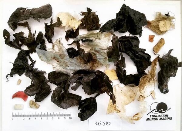 被救海龟肠内发现13克塑料 - 俄罗斯卫星通讯社