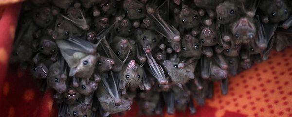 Летучие мыши - 俄罗斯卫星通讯社