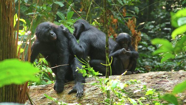 Шимпанзе-бонобо в лесах Конго - 俄罗斯卫星通讯社
