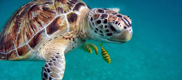 Черепаха и рыбки в море - 俄罗斯卫星通讯社