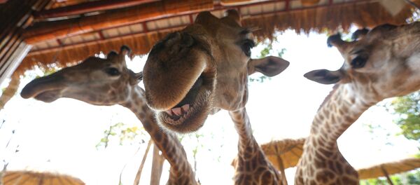 Жирафы в Vinpearl Safari park во Вьетнаме - 俄羅斯衛星通訊社