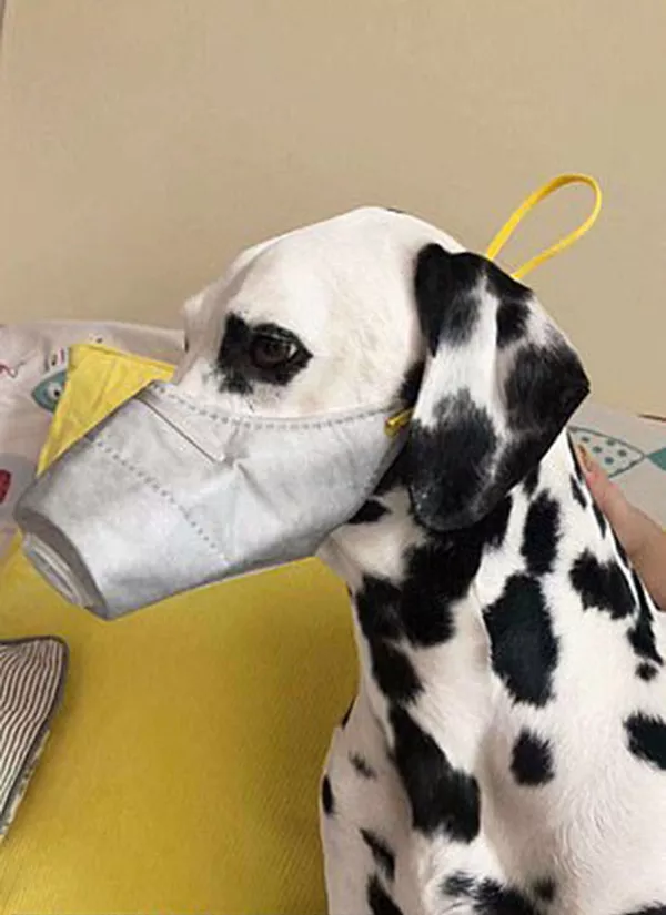 中國狗狗開始戴口罩:主人保護動物免受冠狀病毒侵襲 中國狗狗開始戴口罩:主人保護動物免受冠狀病毒侵襲 - 俄羅斯衛星通訊社