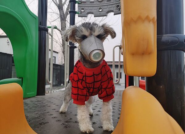 中国狗狗开始戴口罩:主人保护动物免受冠状病毒侵袭 中国狗狗开始戴口罩:主人保护动物免受冠状病毒侵袭 - 俄罗斯卫星通讯社